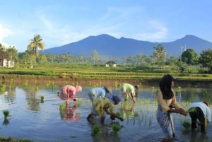 Tete Batu : Visite à pied des rizières en terrasses et des Mongkas noirs