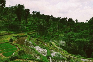 Excursion d'une journée à Tetebatu Ona