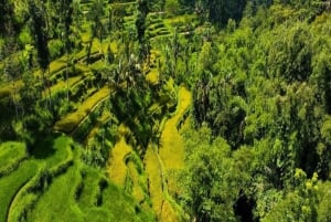 Tetebatu: Rice Fields, Waterfall, & Monkey Forest Day Tour