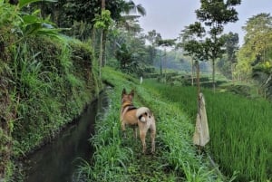 Tetebatu: Dagstur til rismarker, vandfald og abeskov