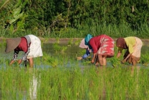 Tetebatu: Dagstur till risfält, vattenfall och apskog