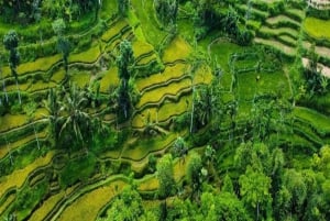 Tetebatu: excursion d'une journée dans les rizières, la cascade et la forêt des singes