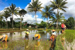 Tetebatu : Walk on Rice Terrace, Waterfall Include Luch