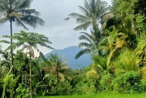 Tetebatu: cascatas, especiarias, terraços de arroz, floresta de macacos