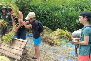 Tetebatu: cascatas, especiarias, terraços de arroz, floresta de macacos