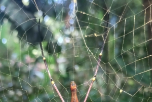 Tetebatu: cascatas, especiarias, terraços de arroz, floresta de macacos