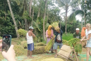 Tetebatu: cascatas, especiarias, terraços de arroz, floresta de macacos