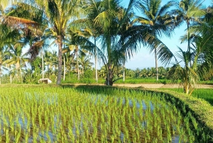 Tetebatu: cascatas, especiarias, terraços de arroz, floresta de macacos