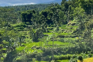 Tetebatu: cascatas, especiarias, terraços de arroz, floresta de macacos