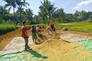 Tetebatu: cascatas, especiarias, terraços de arroz, floresta de macacos