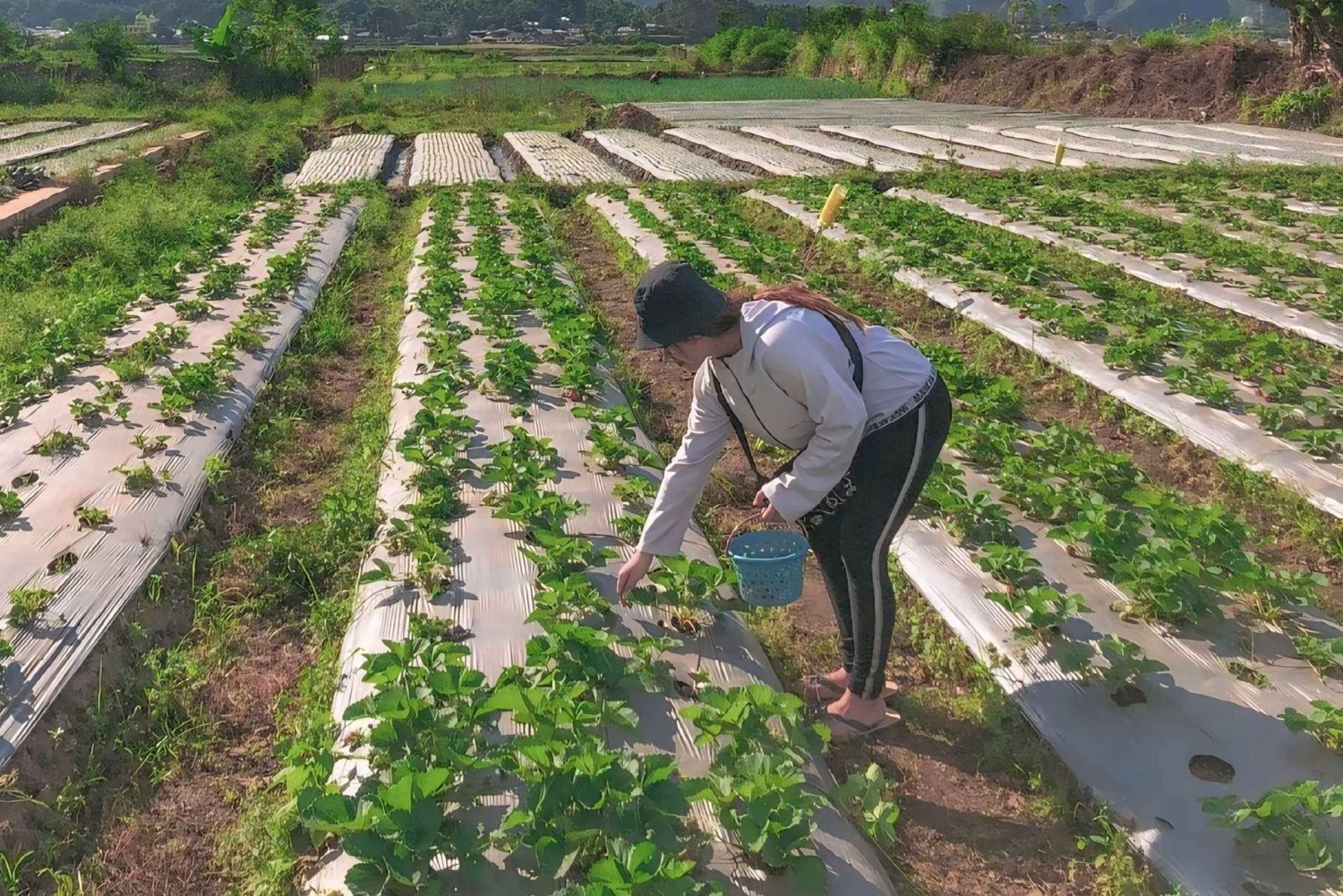 De förtrollande vattenfallen Sendang Gila och Tiu Kelep