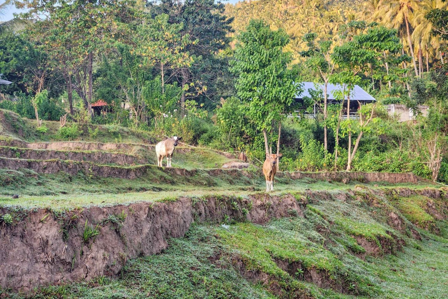 De Gili paddenstoel tours