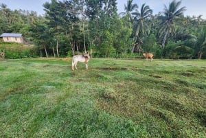 Wycieczki po grzybach na Gili