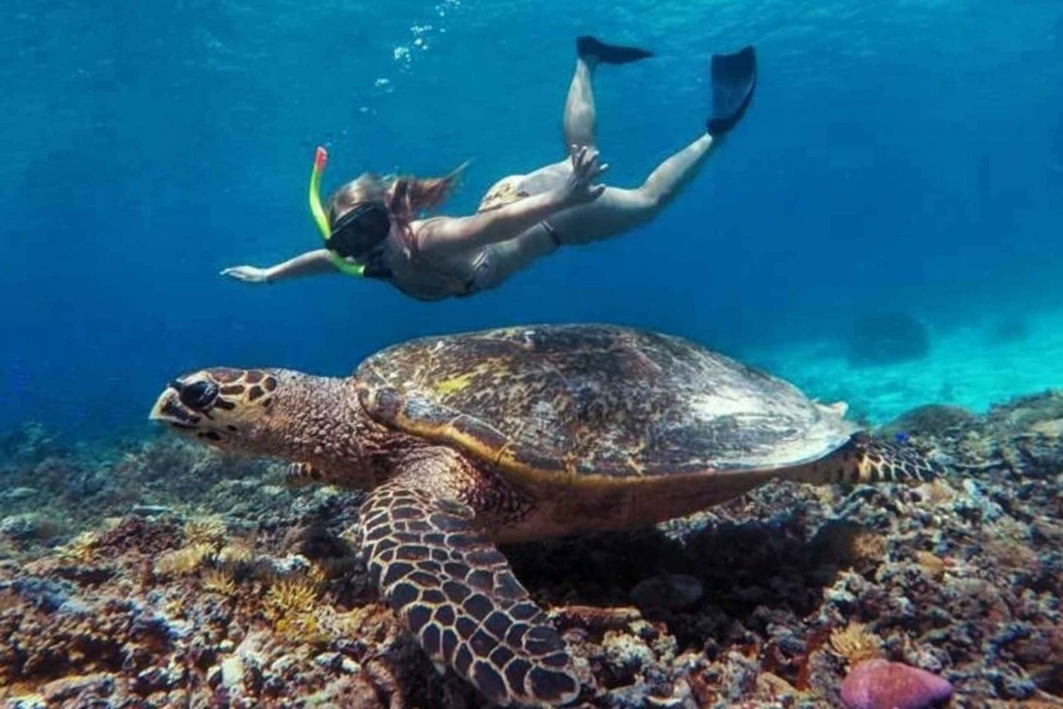 Turtle Tour Gili Trawangan : Private Snorkeling 3 Gili's