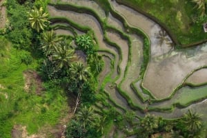 Ubud: Rice Terrace, Holy Water Temple & Waterfalls Trek Tour