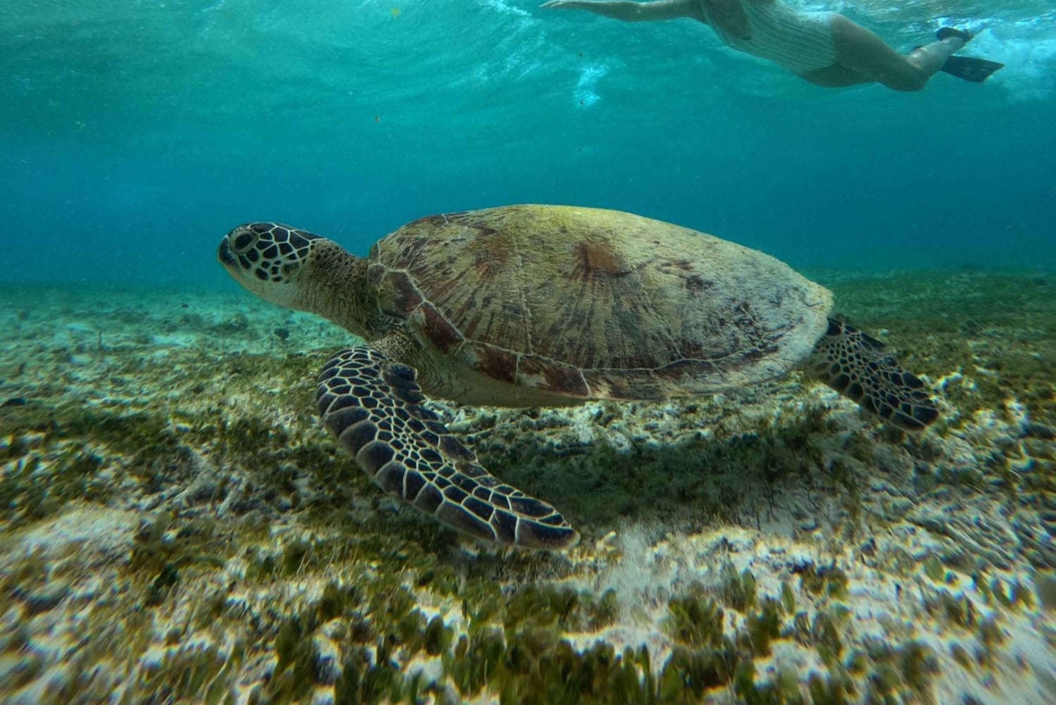 Ultimate Snorkeling Escape to the Wonders of Gili Island