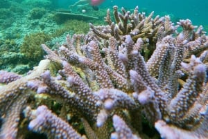 Ultimativer Schnorchelausflug zu den Wundern der Gili-Inseln