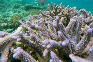 Ultimate Snorkeling Escape to the Wonders of Gili Island