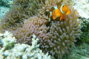 Ultimate Snorkeling Escape to the Wonders of Gili Island