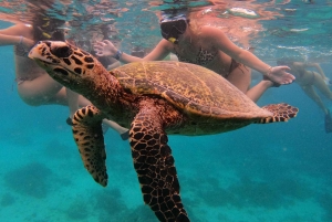 Ultimate Snorkeling Escape to the Wonders of Gili Island