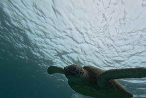 Ultimate Snorkeling Escape to the Wonders of Gili Island