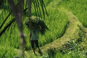 Tetebatu : Chute d'eau, rizières et forêt de singes Journée complète