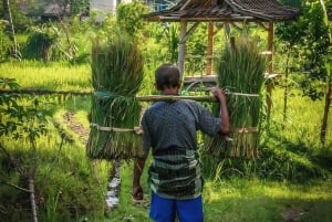 Tetebatu : Cascada, arrozales y bosque de monos Día completo