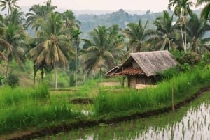 Tetebatu : Chute d'eau, rizières et forêt de singes Journée complète