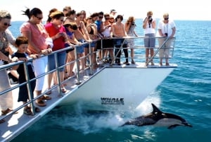 Whale and Dolphin Watching Half-Day Eco Cruise