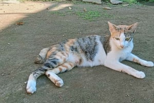 ロンボクの驚異:滝、村、ワイルドライフパークツアー