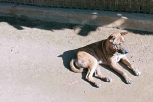 ロンボクの驚異:滝、村、ワイルドライフパークツアー
