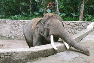 ロンボクの驚異:滝、村、ワイルドライフパークツアー