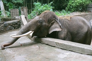 ロンボクの驚異:滝、村、ワイルドライフパークツアー