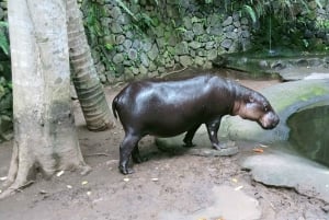 ロンボクの驚異:滝、村、ワイルドライフパークツアー