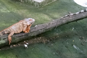 ロンボクの驚異:滝、村、ワイルドライフパークツアー
