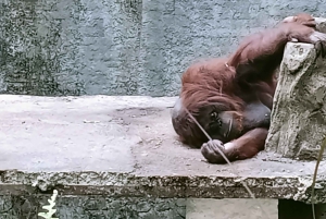 ロンボクの驚異:滝、村、ワイルドライフパークツアー