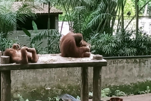 ロンボクの驚異:滝、村、ワイルドライフパークツアー