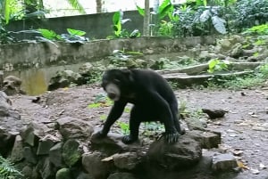 ロンボクの驚異:滝、村、ワイルドライフパークツアー