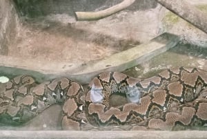 ロンボクの驚異:滝、村、ワイルドライフパークツアー