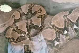 ロンボクの驚異:滝、村、ワイルドライフパークツアー