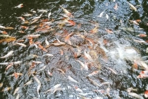 ロンボクの驚異:滝、村、ワイルドライフパークツアー