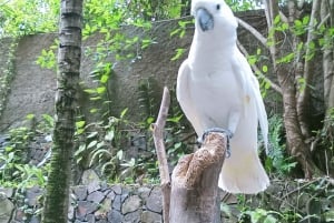 ロンボクの驚異:滝、村、ワイルドライフパークツアー