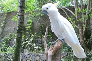ロンボクの驚異:滝、村、ワイルドライフパークツアー