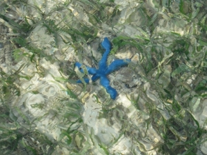 Blue Starfish