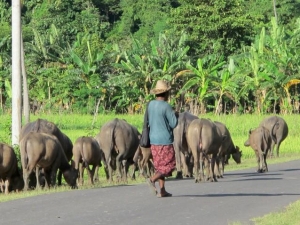 Farmer and his Buffalo