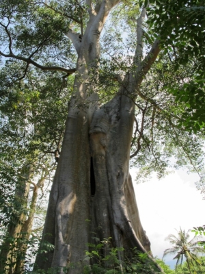 Giant Trees in East Lombok