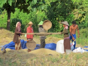 Harvesting the Rice