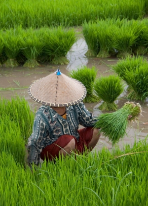Lady working in the rice fields