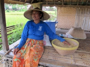 Rice Farmer