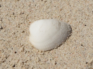 Sea Shell
